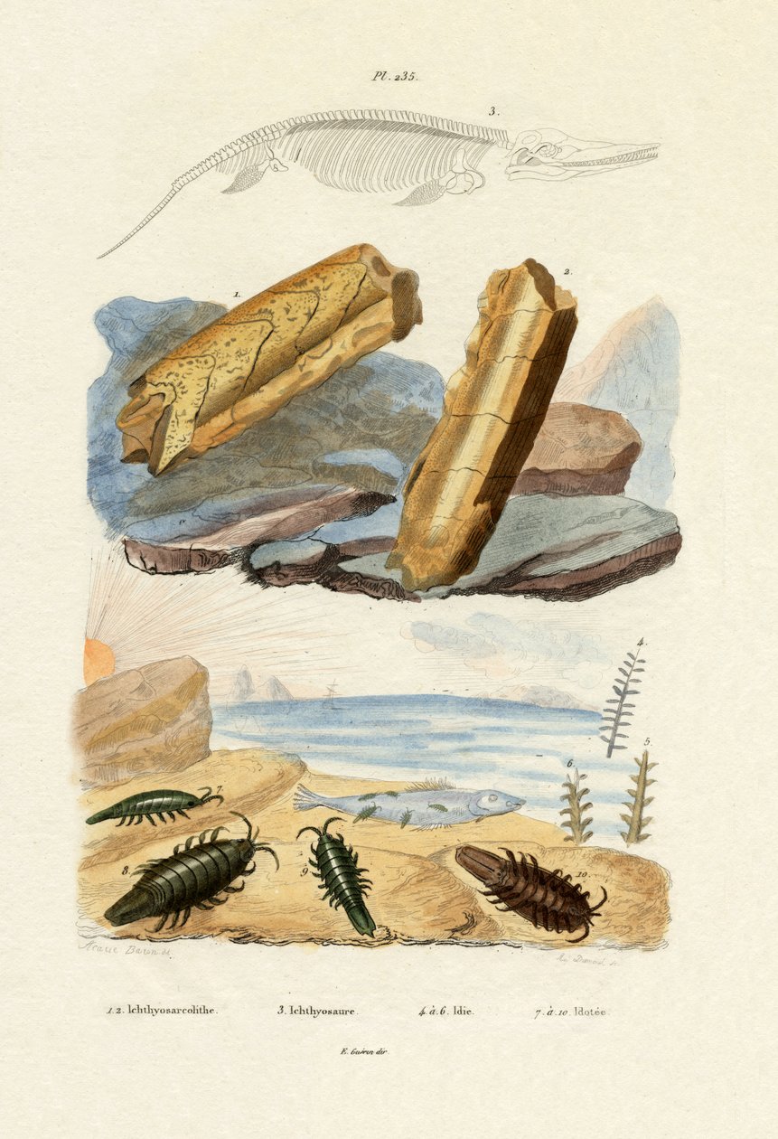 Ichthyosaurus, 1833-39 av French School