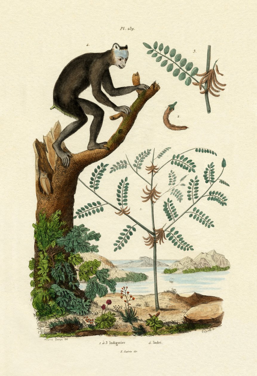 Indigo, 1833-39 av French School
