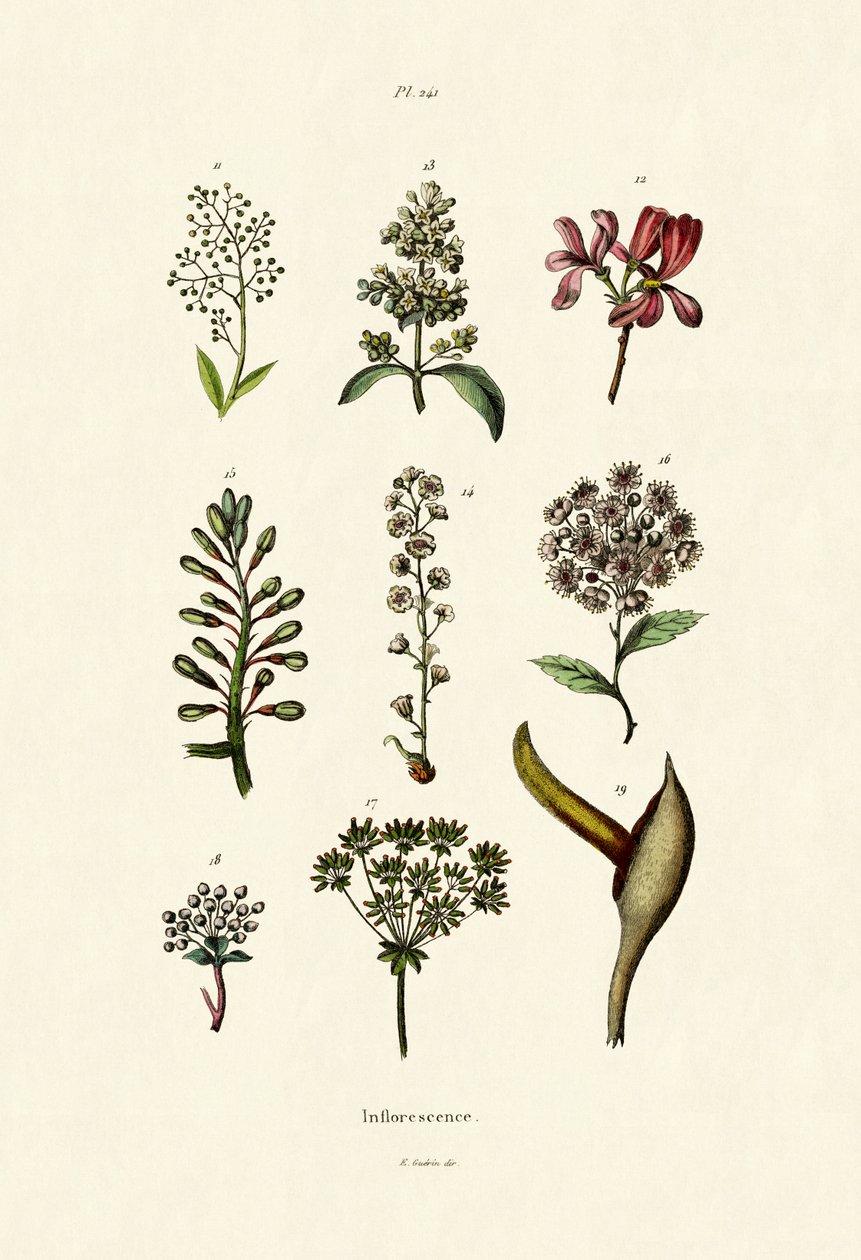 Blomställning, 1833-39 av French School