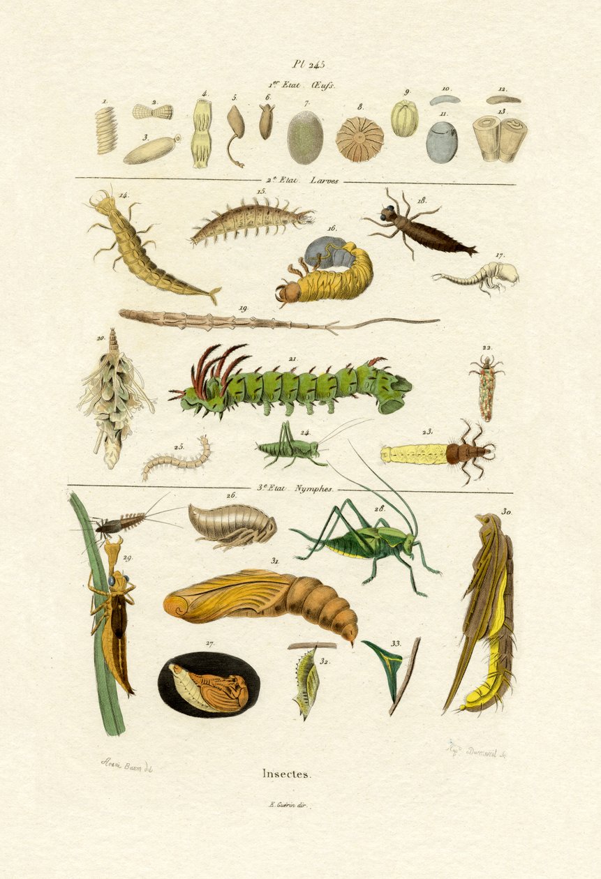 Insekter, 1833-39 av French School