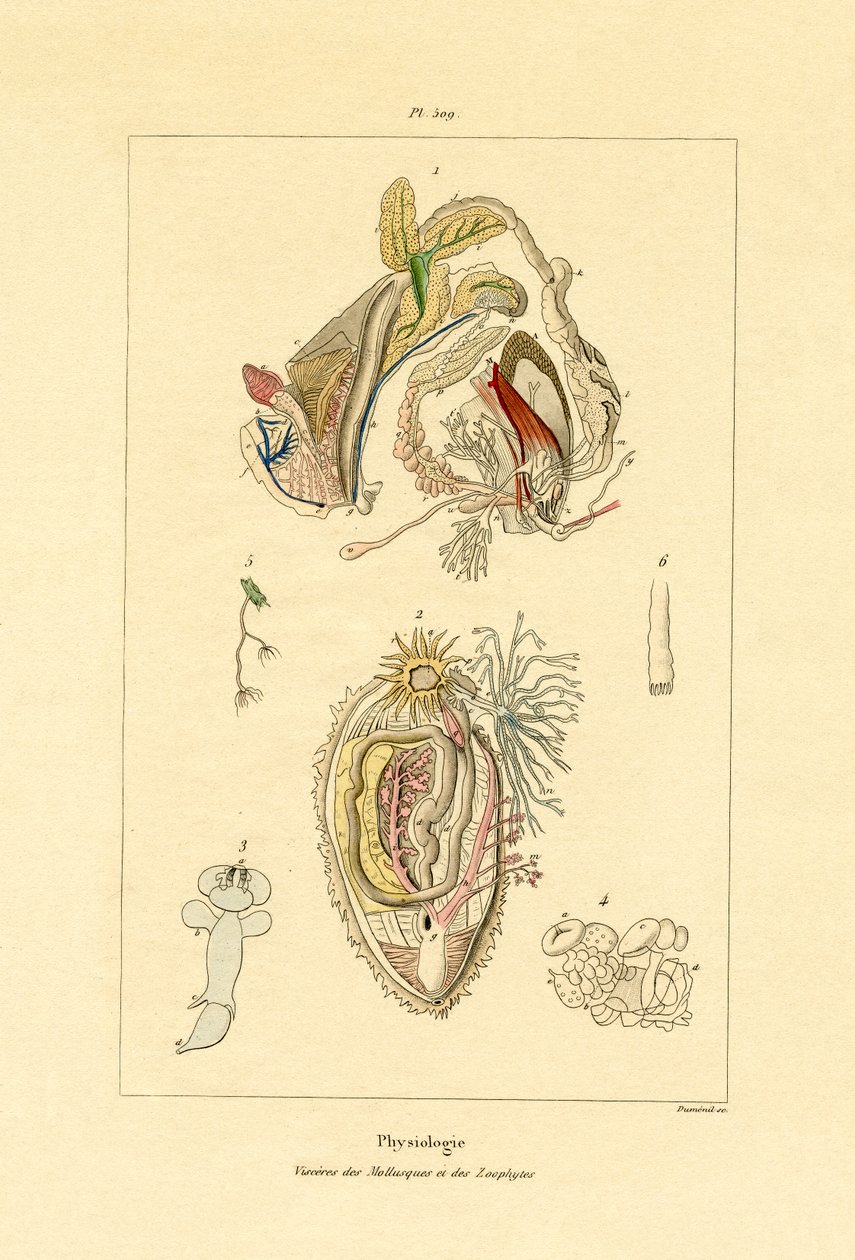 Tarmar, 1833-39 av French School