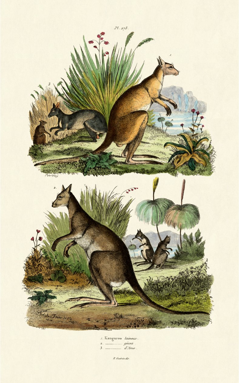 Känguruer, 1833-39 av French School