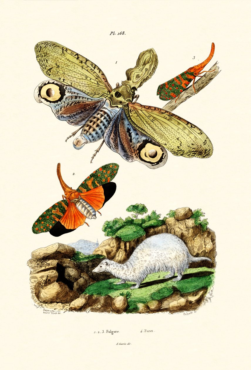 Lyktfluga, 1833-39 av French School