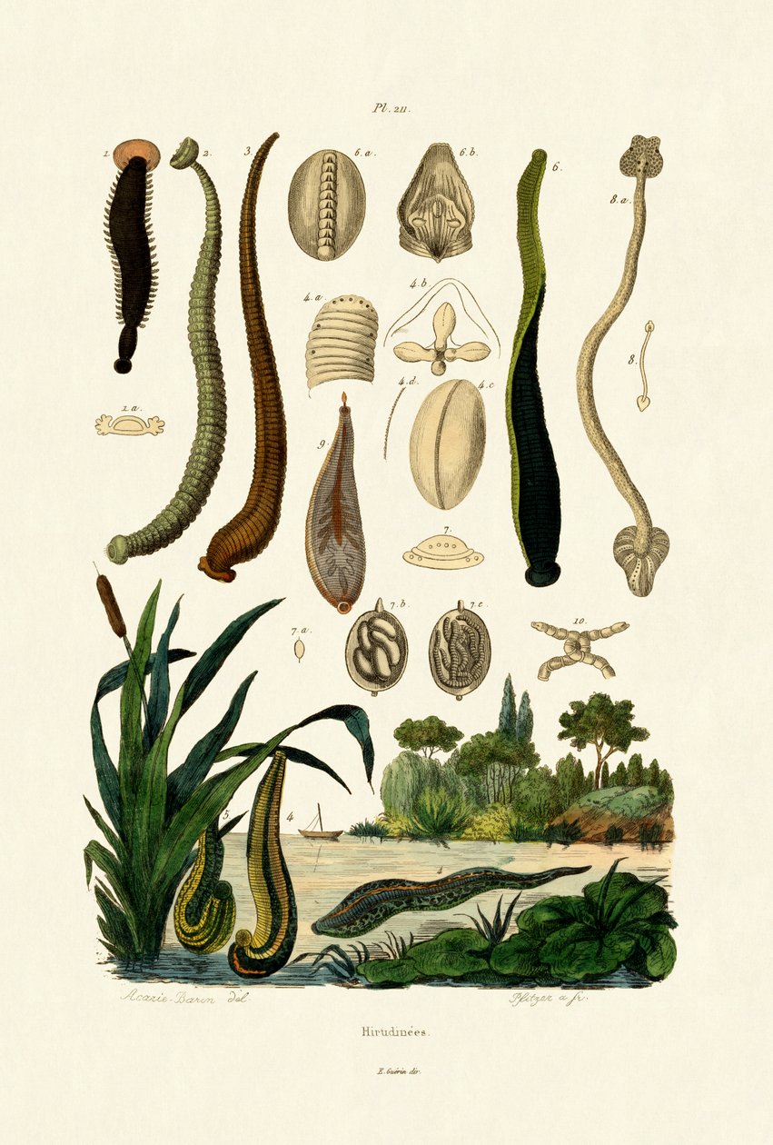 Leech, 1833-39 av French School