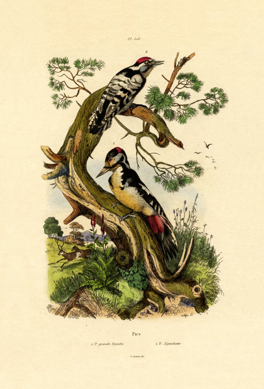 Mindre hackspett, 1833-39 av French School