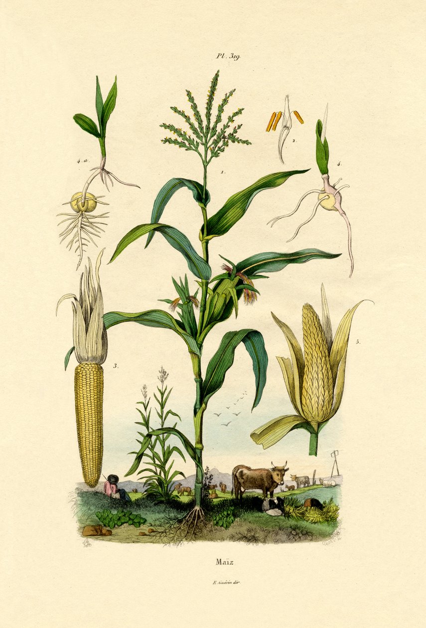 Majs, 1833-39 av French School