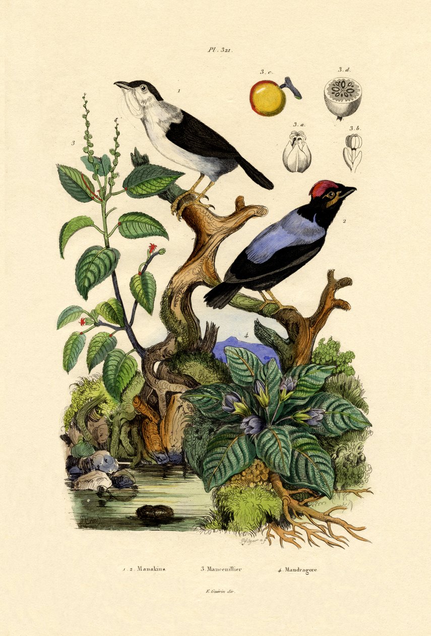 Manakins, 1833-39 av French School
