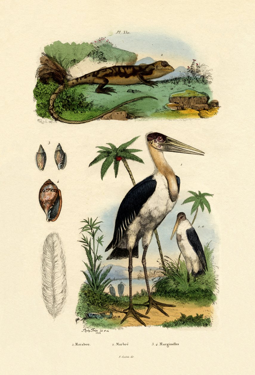 Marabou Stork, 1833-39 av French School