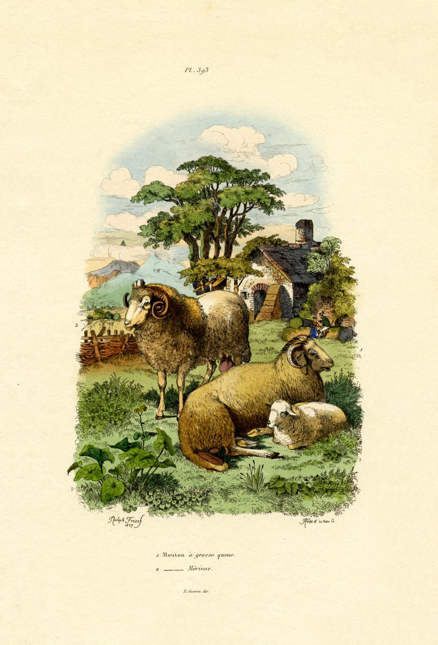 Merinofår, 1833-39 av French School
