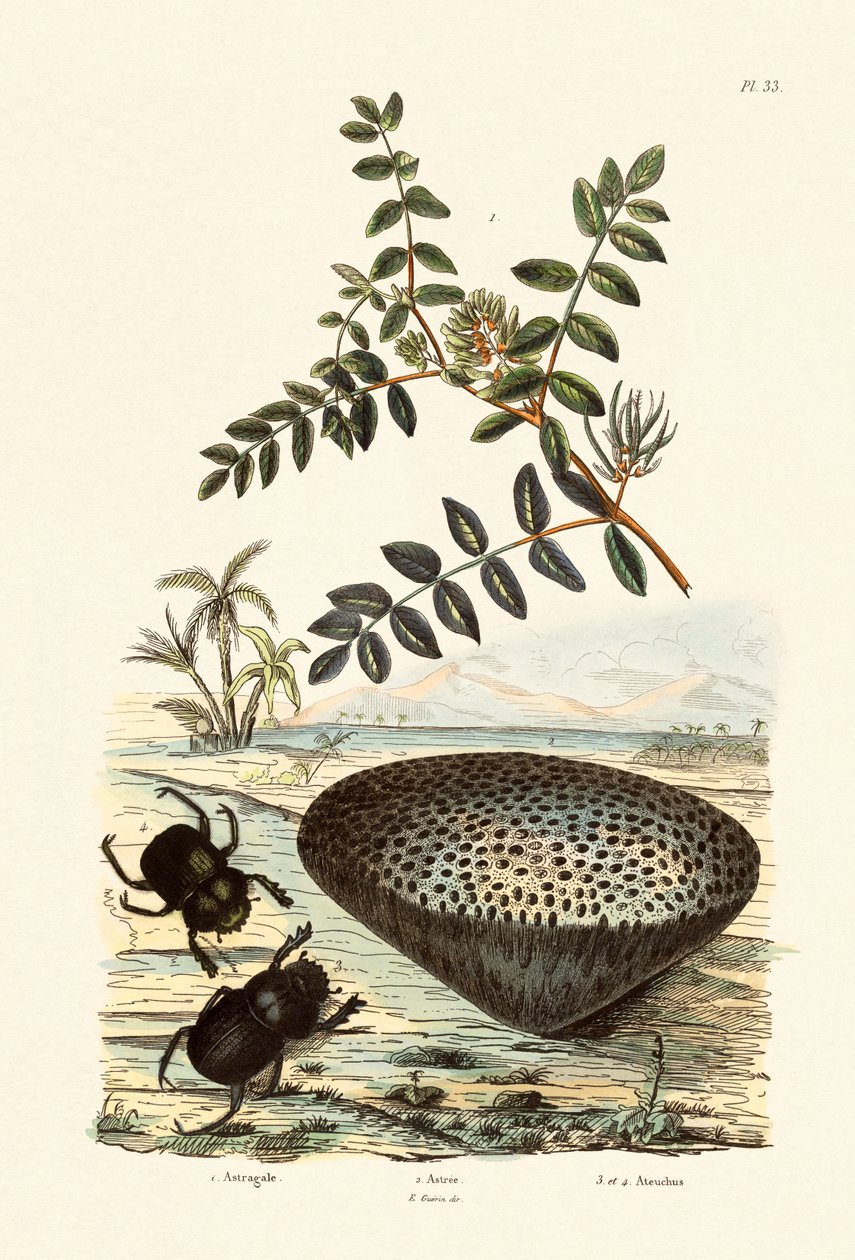 Mjölkvicker, 1833-39 av French School