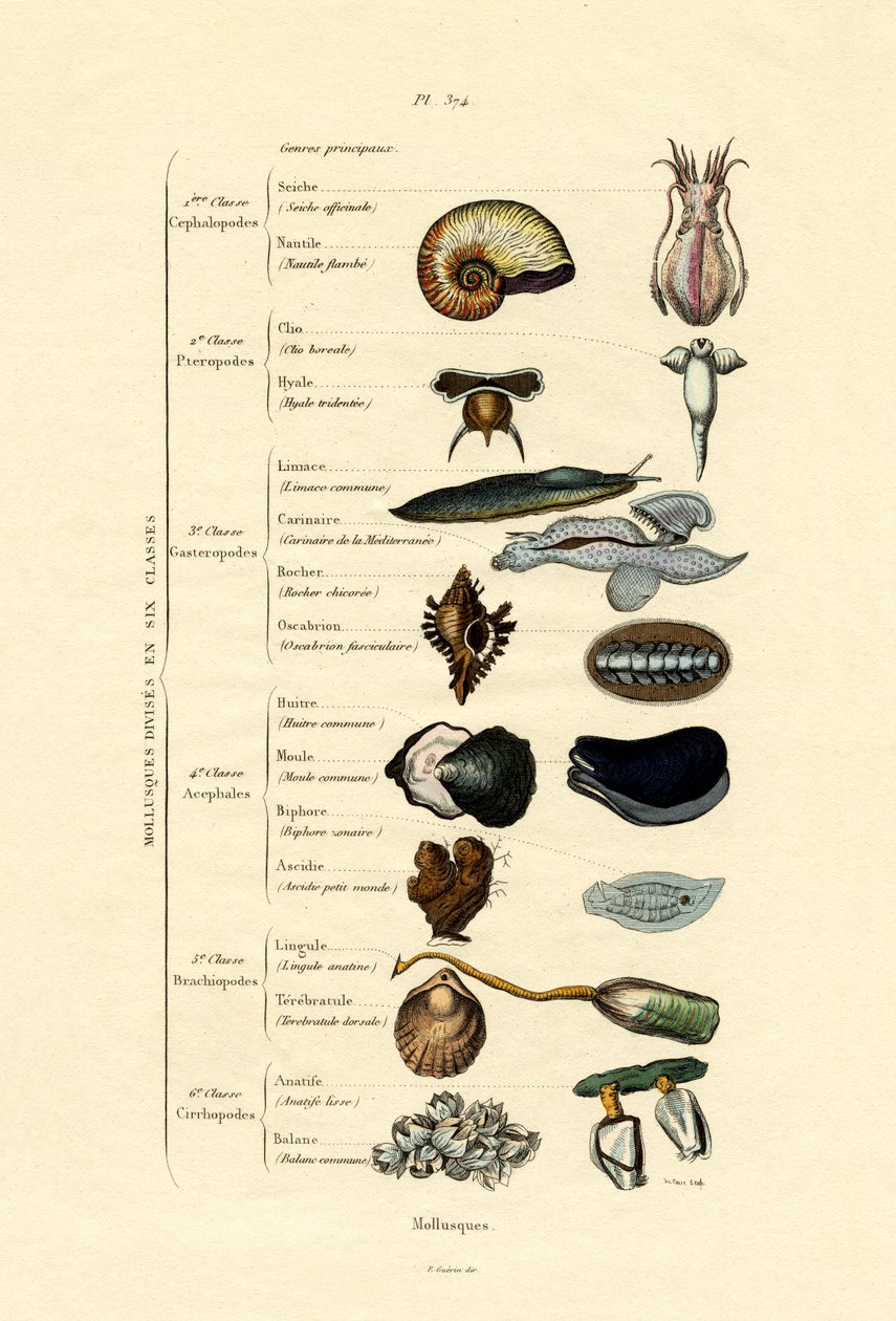 Mollusker, 1833-39 av French School