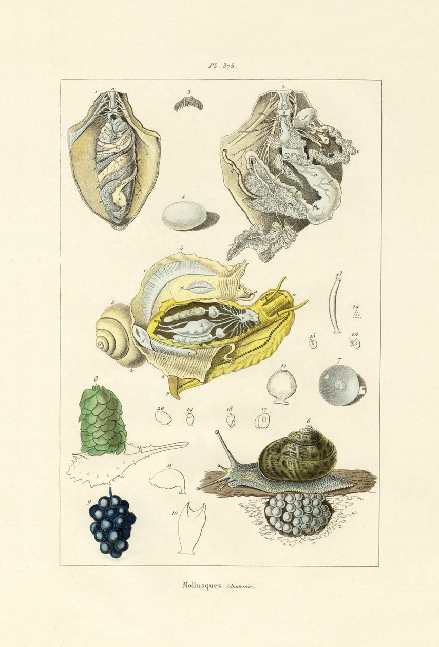 Mollusker, 1833-39 av French School
