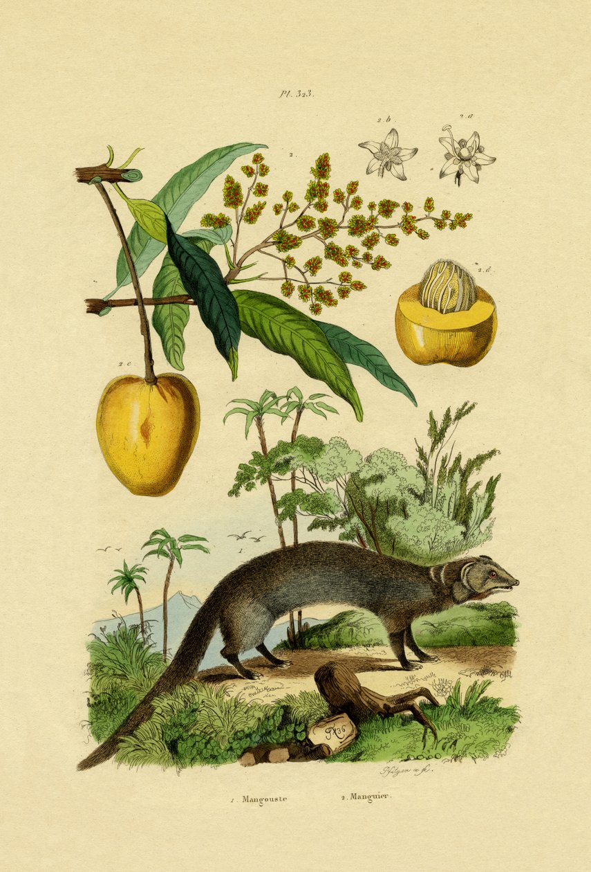 Mongoose, 1833-39 av French School