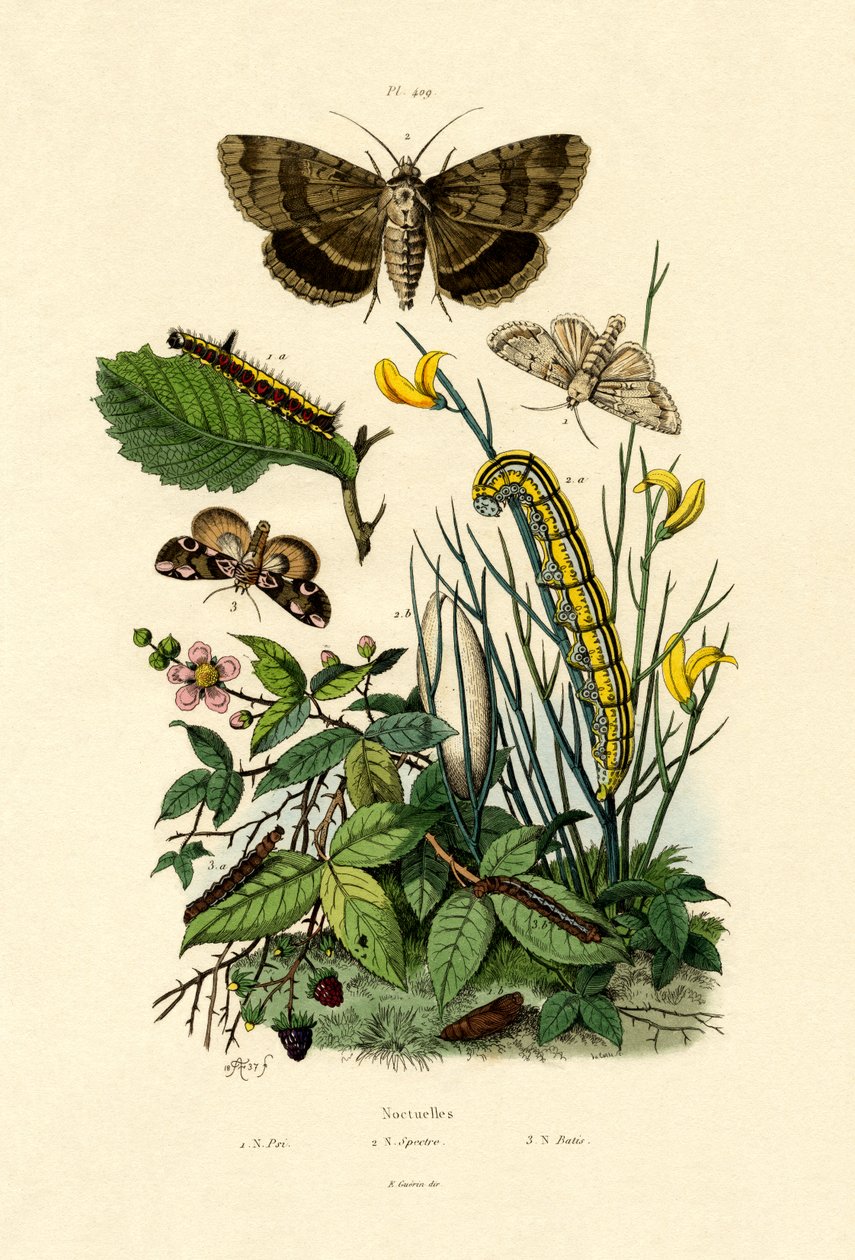 Moths, 1833-39 av French School