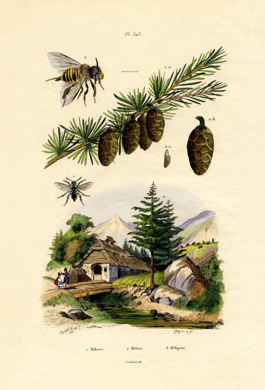 Sörjande bi, 1833-39 av French School