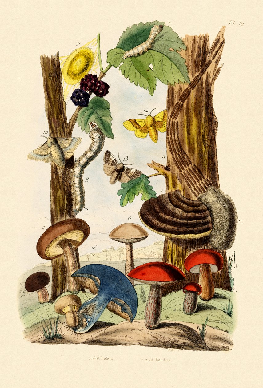 Svampar, 1833-39 av French School