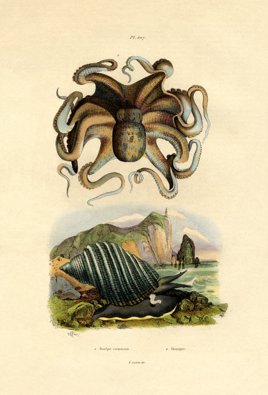 Bläckfisk, 1833-39 av French School