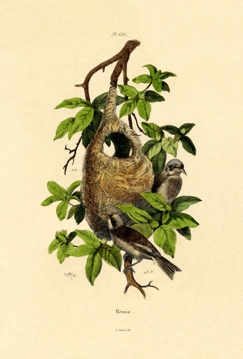 Pendulinmes, 1833-39 av French School