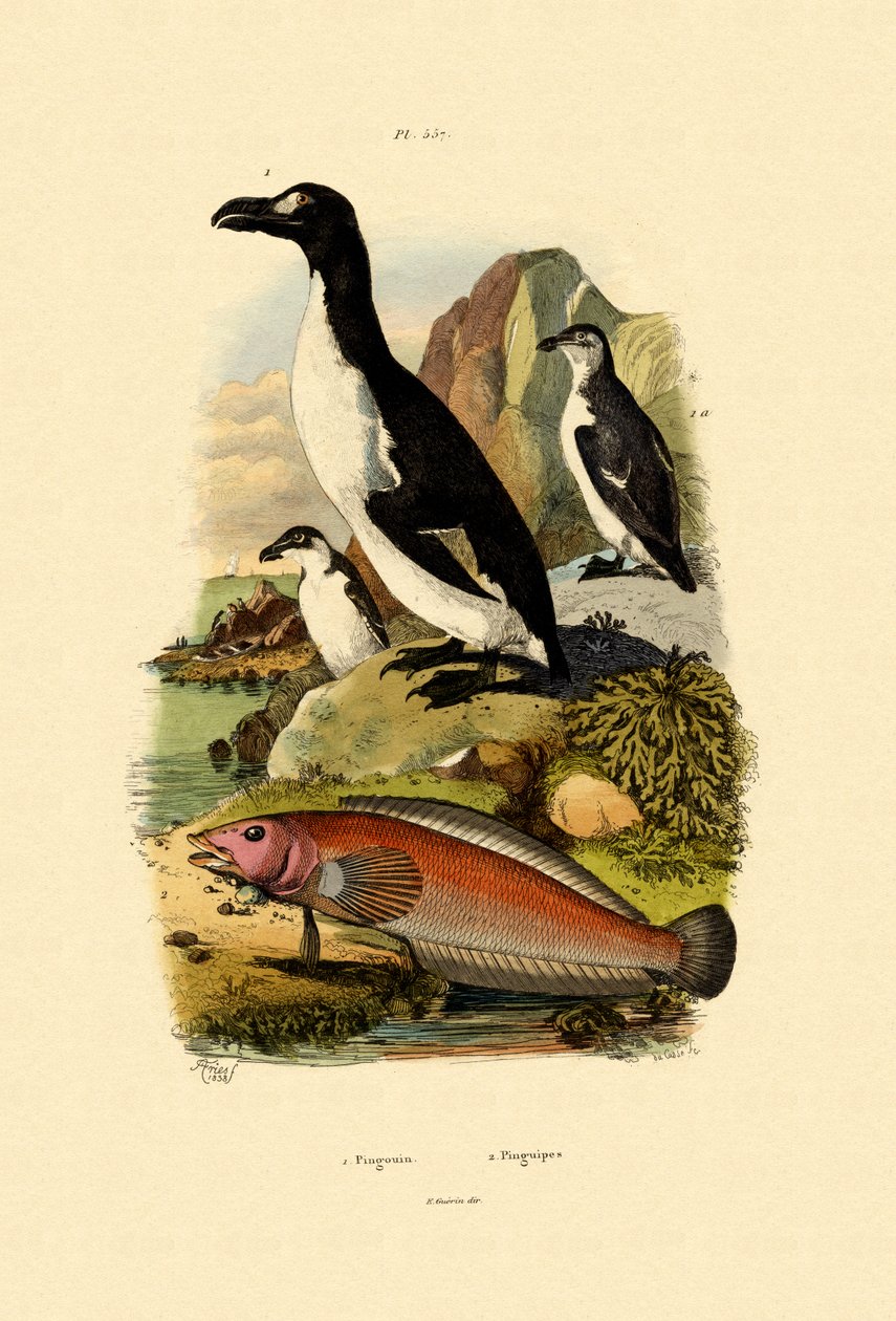 Pingvin, 1833-39 av French School