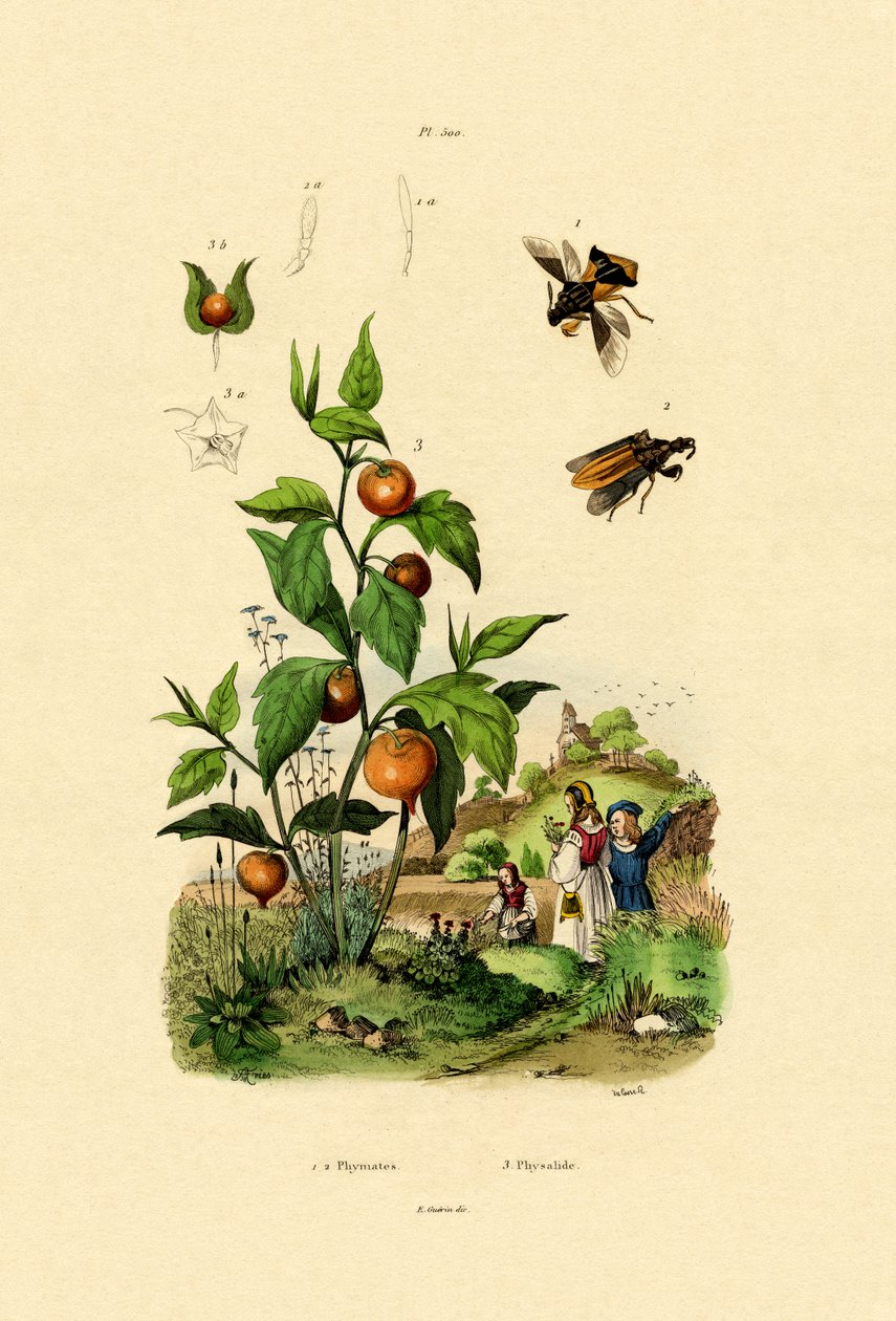Physalis, 1833-39 av French School