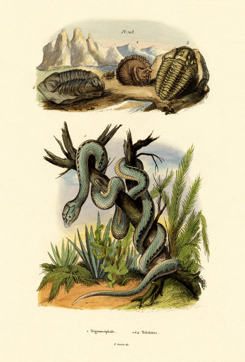 Pit Viper, 1833-39 av French School
