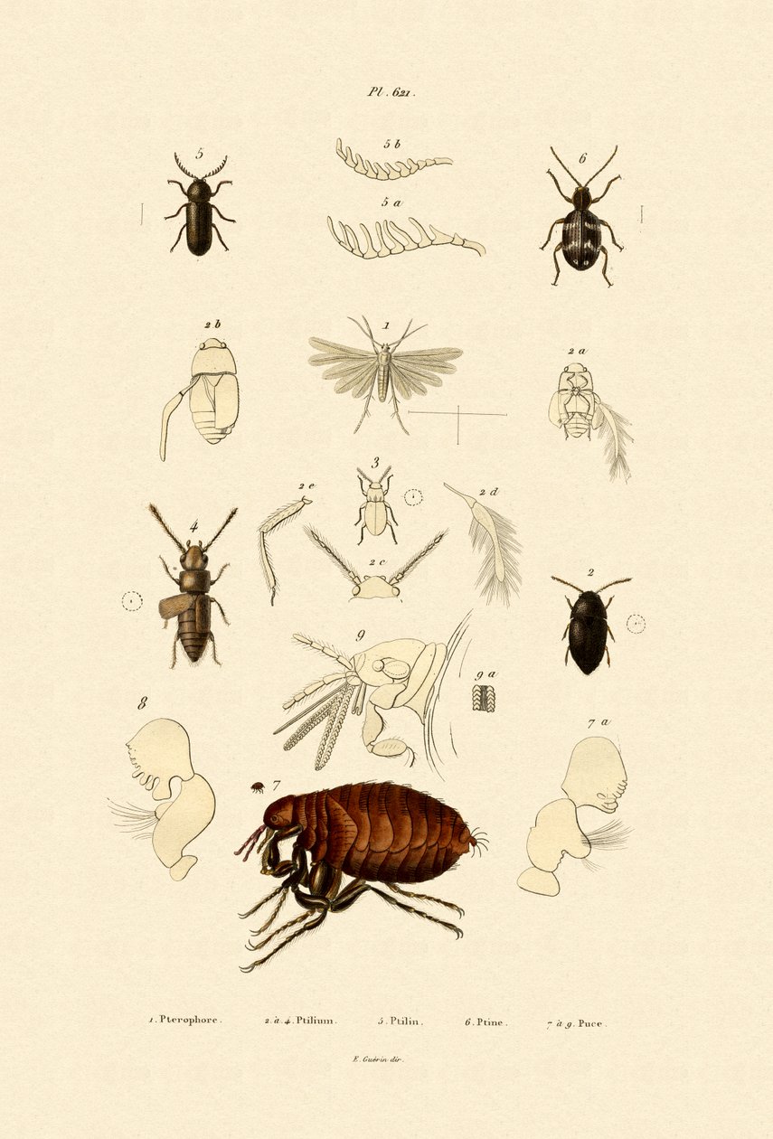 Plume Moth, 1833-39 av French School