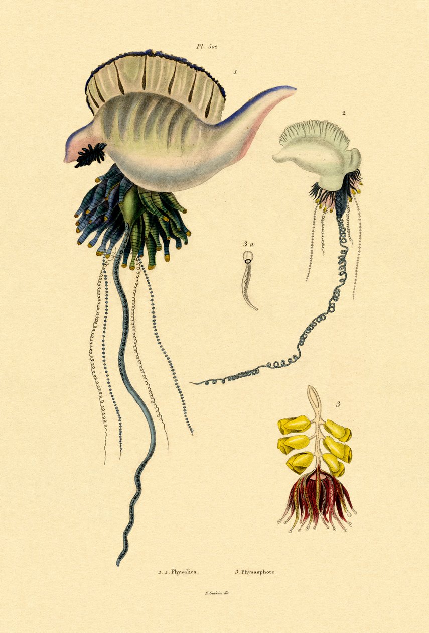 Portugisisk krigsman, 1833-39 av French School