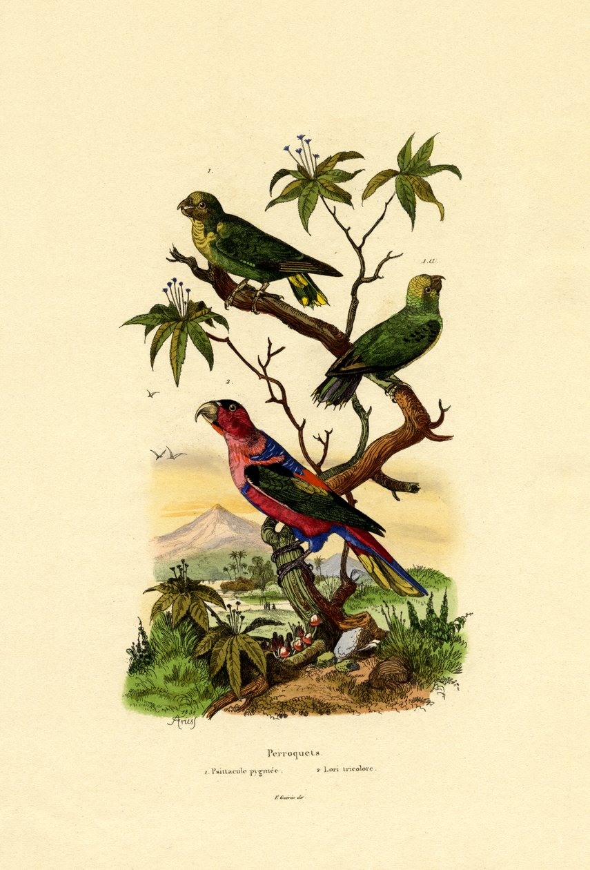 Pygmépapegoja, 1833-39 av French School