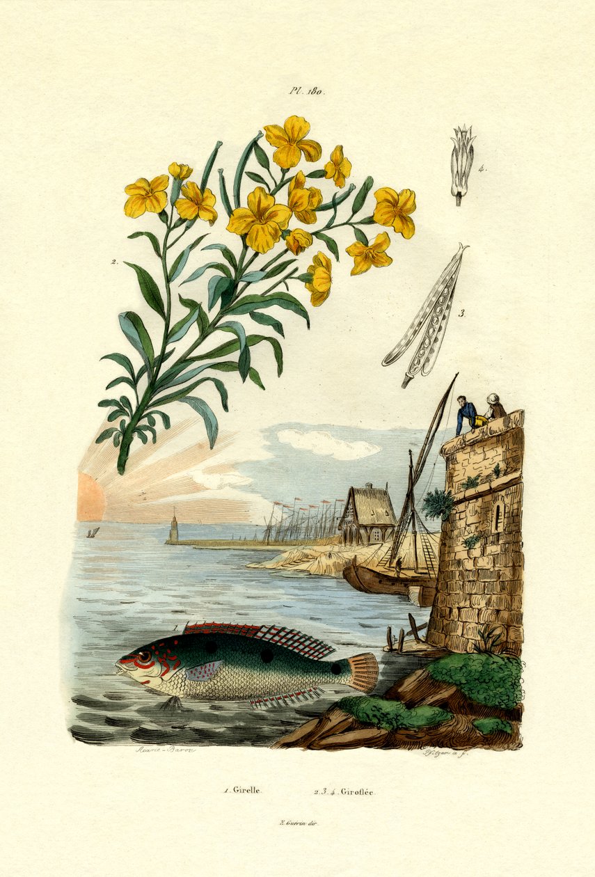 Rainbow Wrasse, 1833-39 av French School