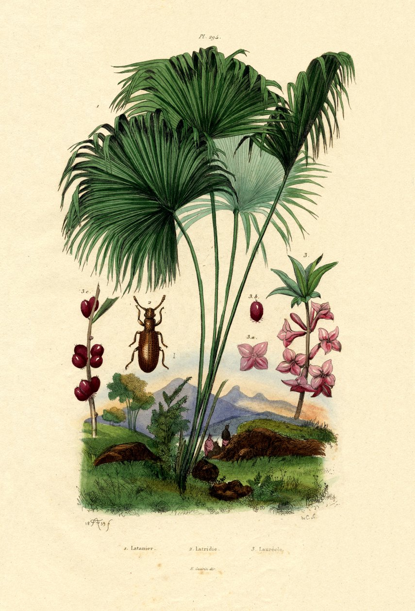 Red Latan Palm, 1833-39 av French School