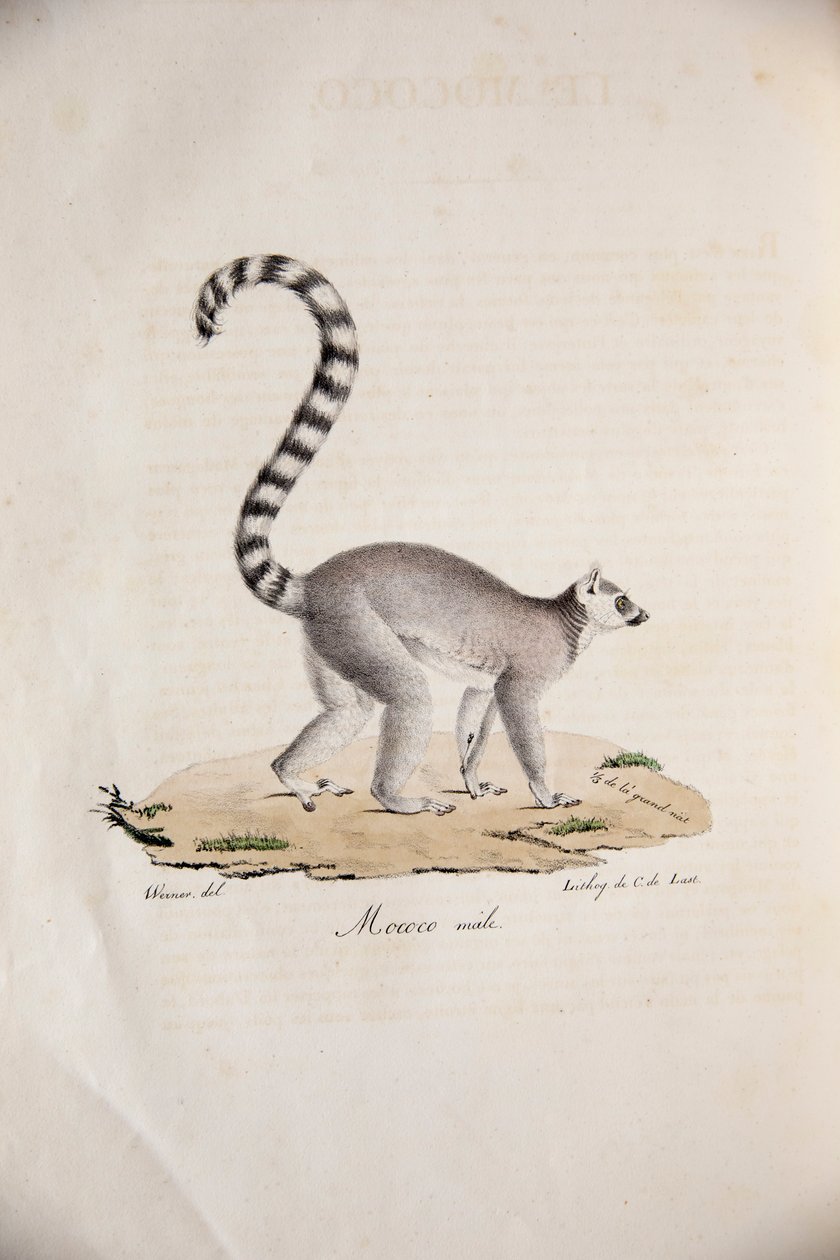 Ringstjärtslemur, från Natural History of Mammals, med originalfigurer, av Étienne Geoffroy Saint-Hilaire & Frédéric Cuvier, 1824-42 av French School