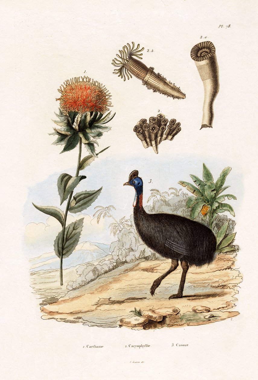 Safflor, 1833-39 av French School