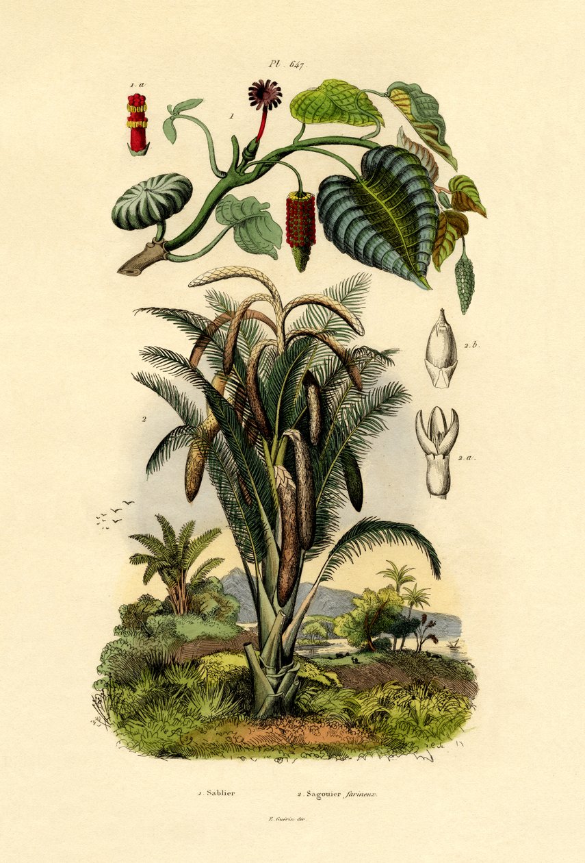 Sandlådeträd, 1833-39 av French School