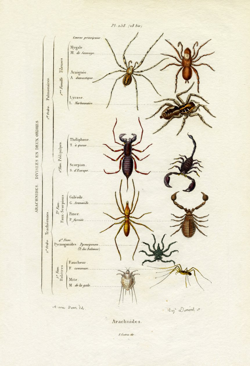Scorpions, 1833-39 av French School