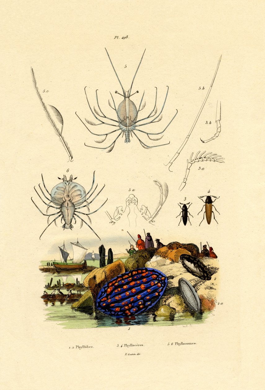 Sjösnigel, 1833-39 av French School