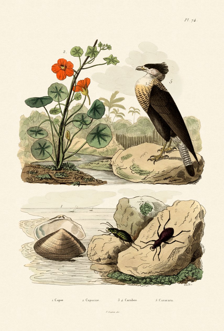 Shell, 1833-39 av French School