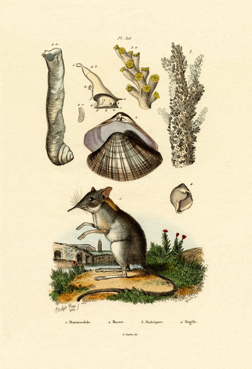 Shrew, 1833-39 av French School
