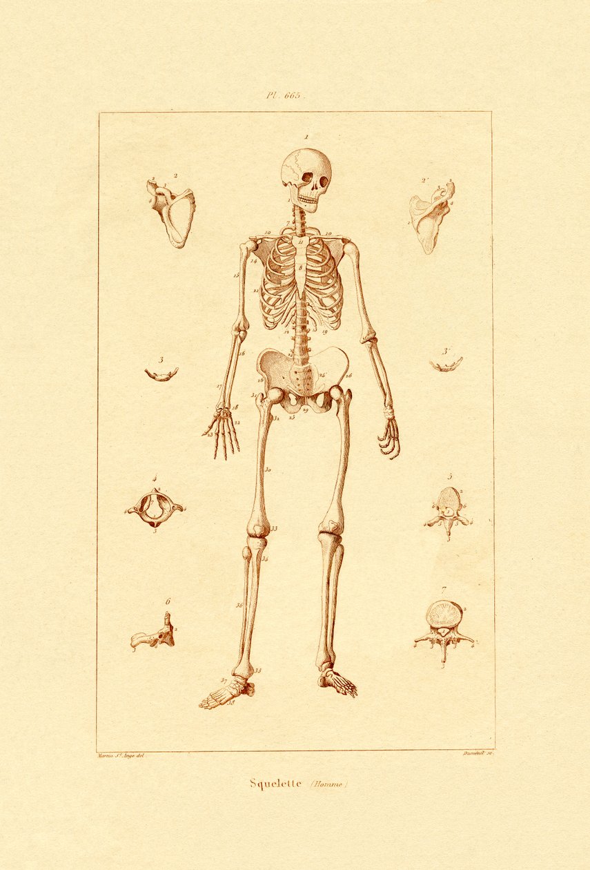 Skelett, 1833-39 av French School