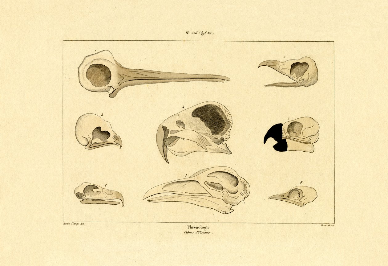 Skallar, 1833-39 av French School