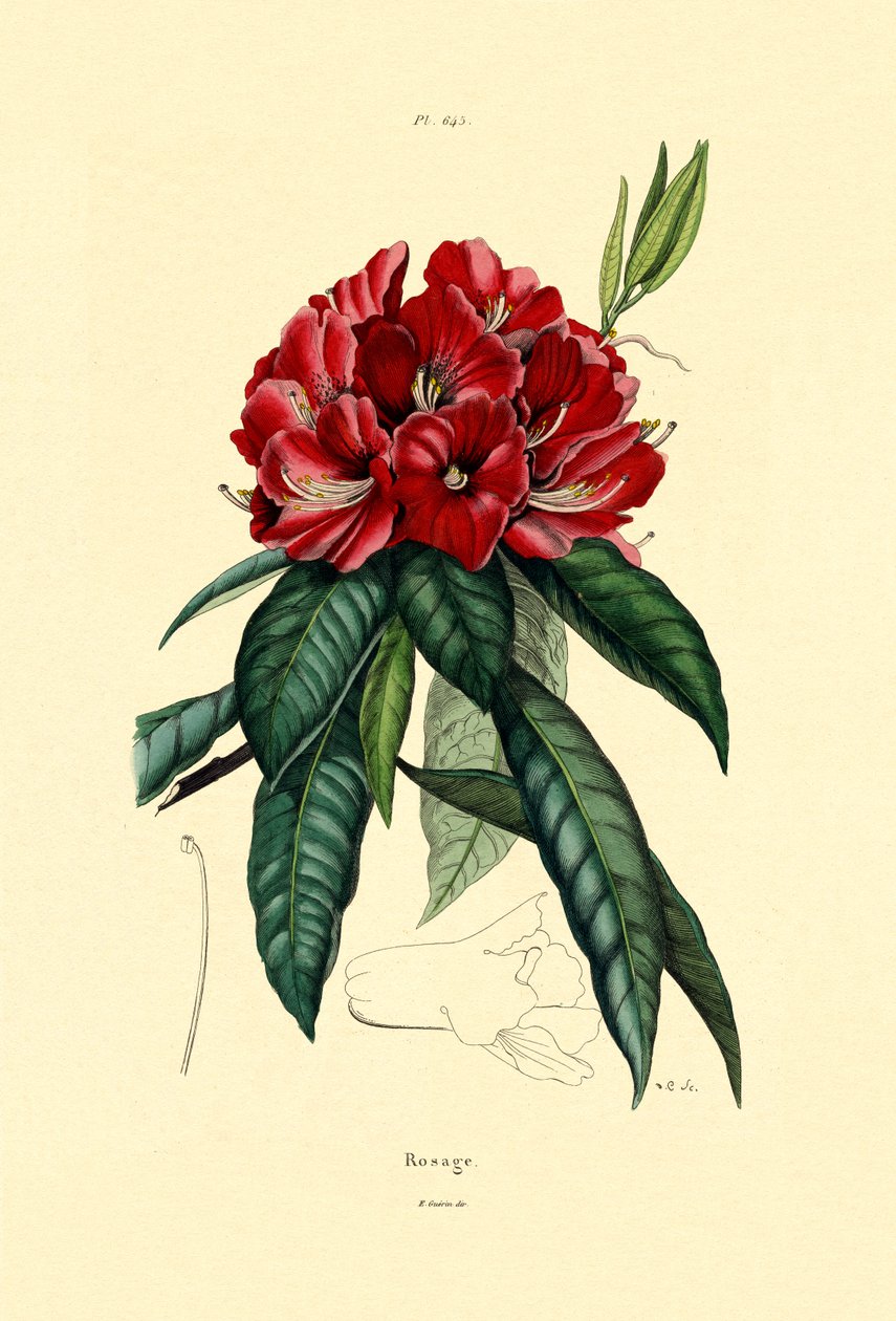 Snow Rose, 1833-39 av French School