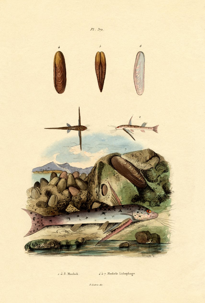 Squeaker, 1833-39 av French School