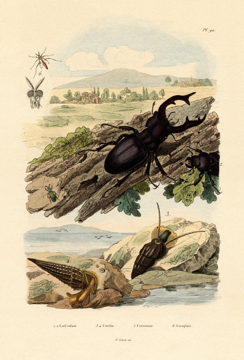 Stag Beetle, 1833-39 av French School