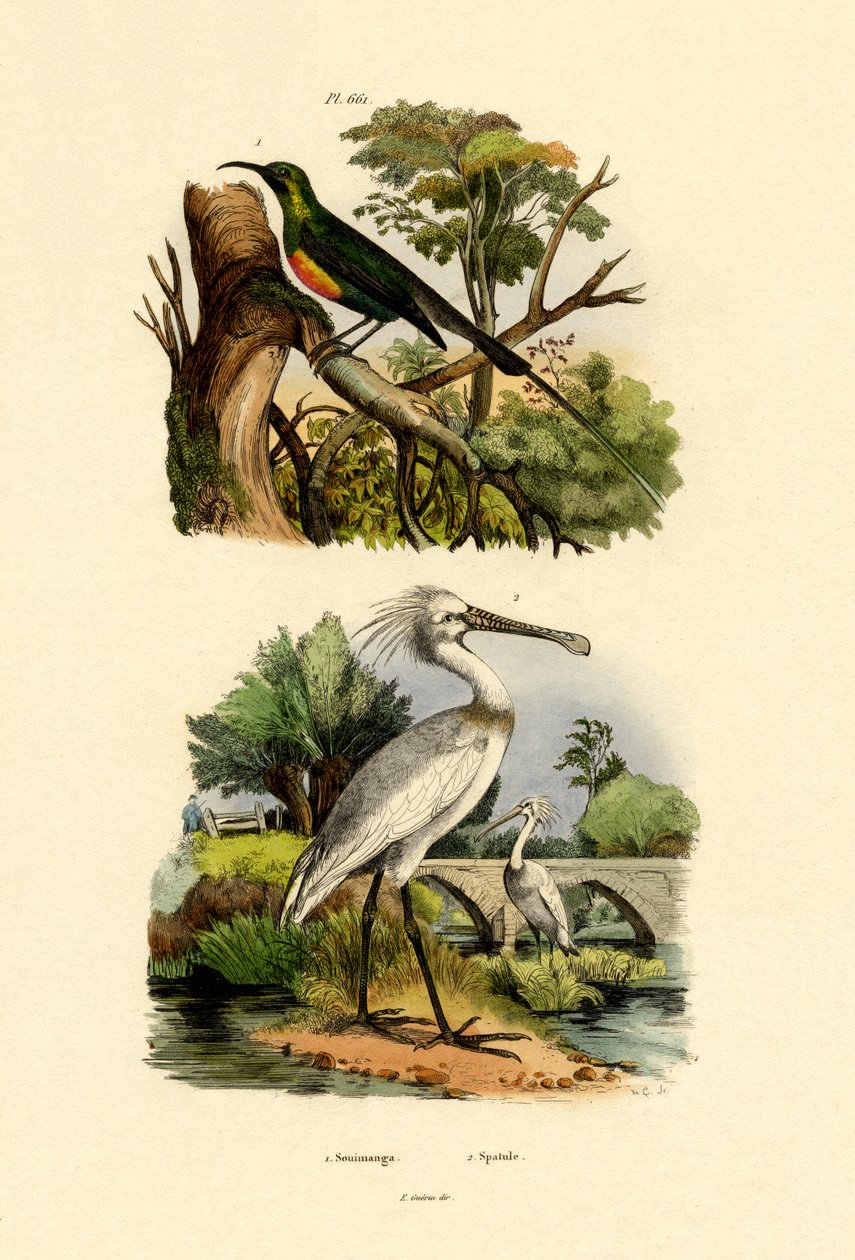 Sunbird, 1833-39 av French School