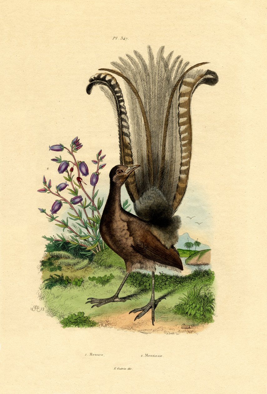 Superb Lyrebird, 1833-39 av French School