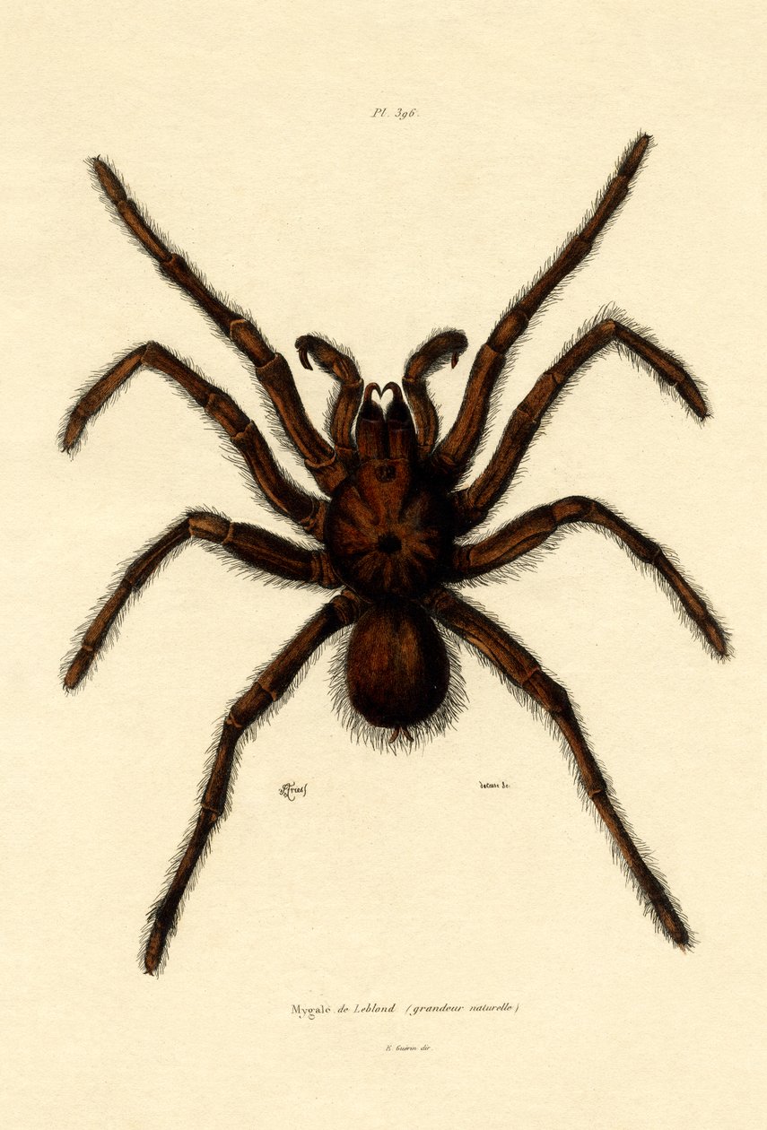 Tarantula, 1833-39 av French School