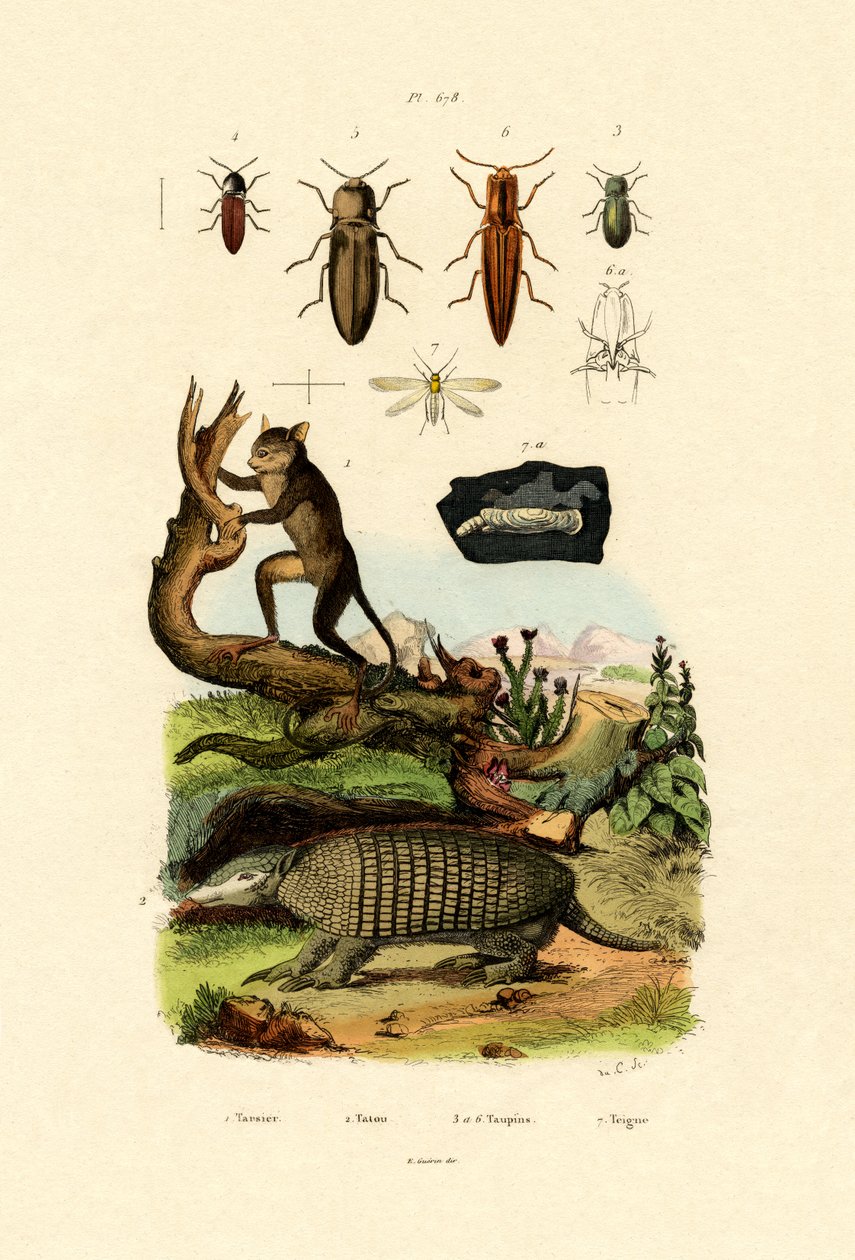 Tarsier, 1833-39 av French School