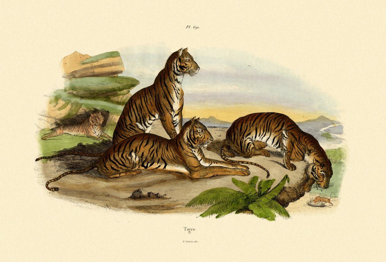Tigrar, 1833-39 av French School