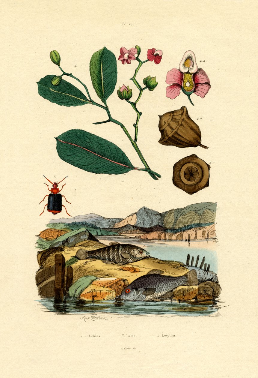 Tandkarp, 1833-39 av French School