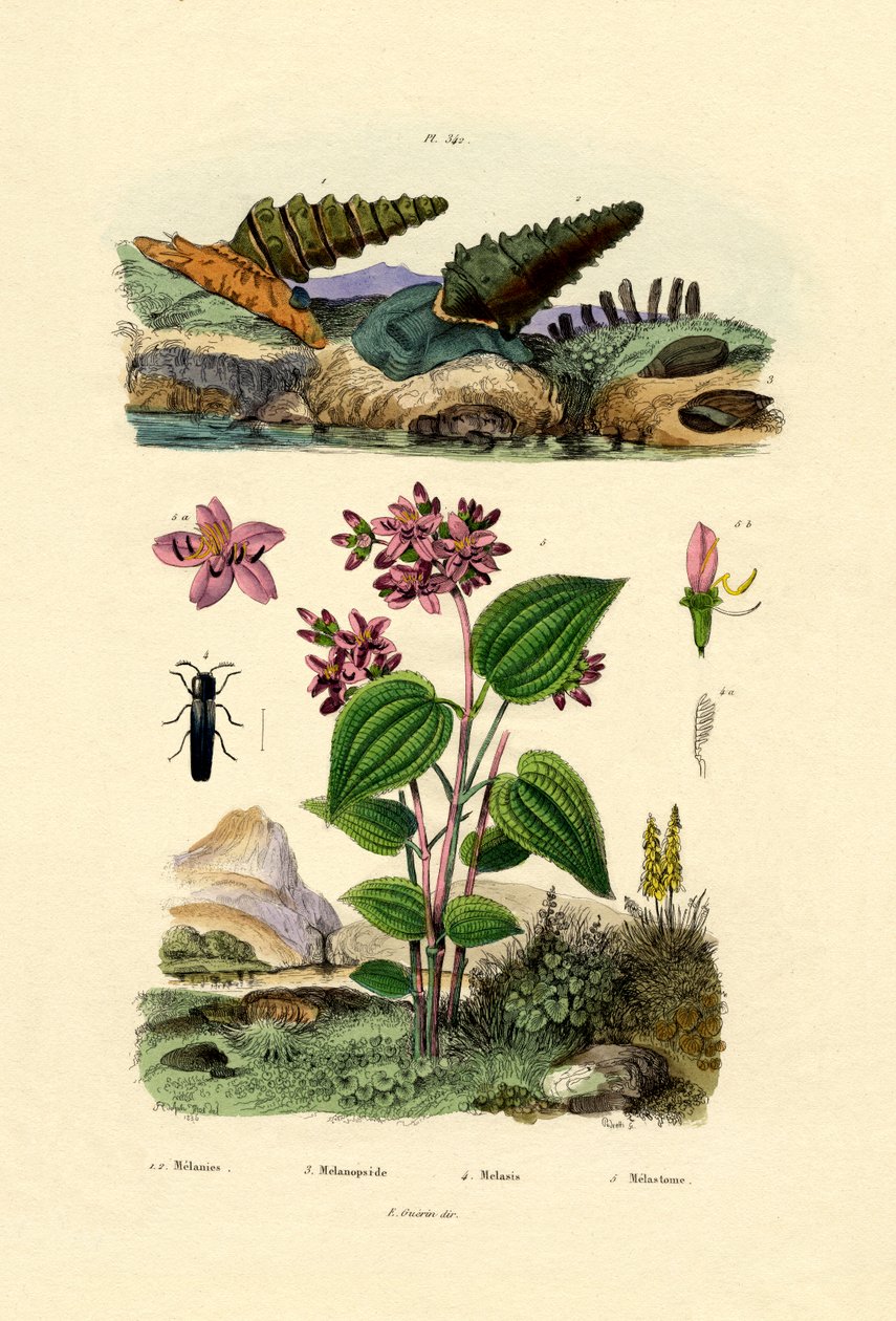 Trumpetsnigel, 1833-39 av French School