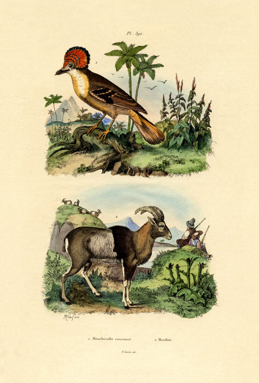 Tyrann, 1833-39 av French School